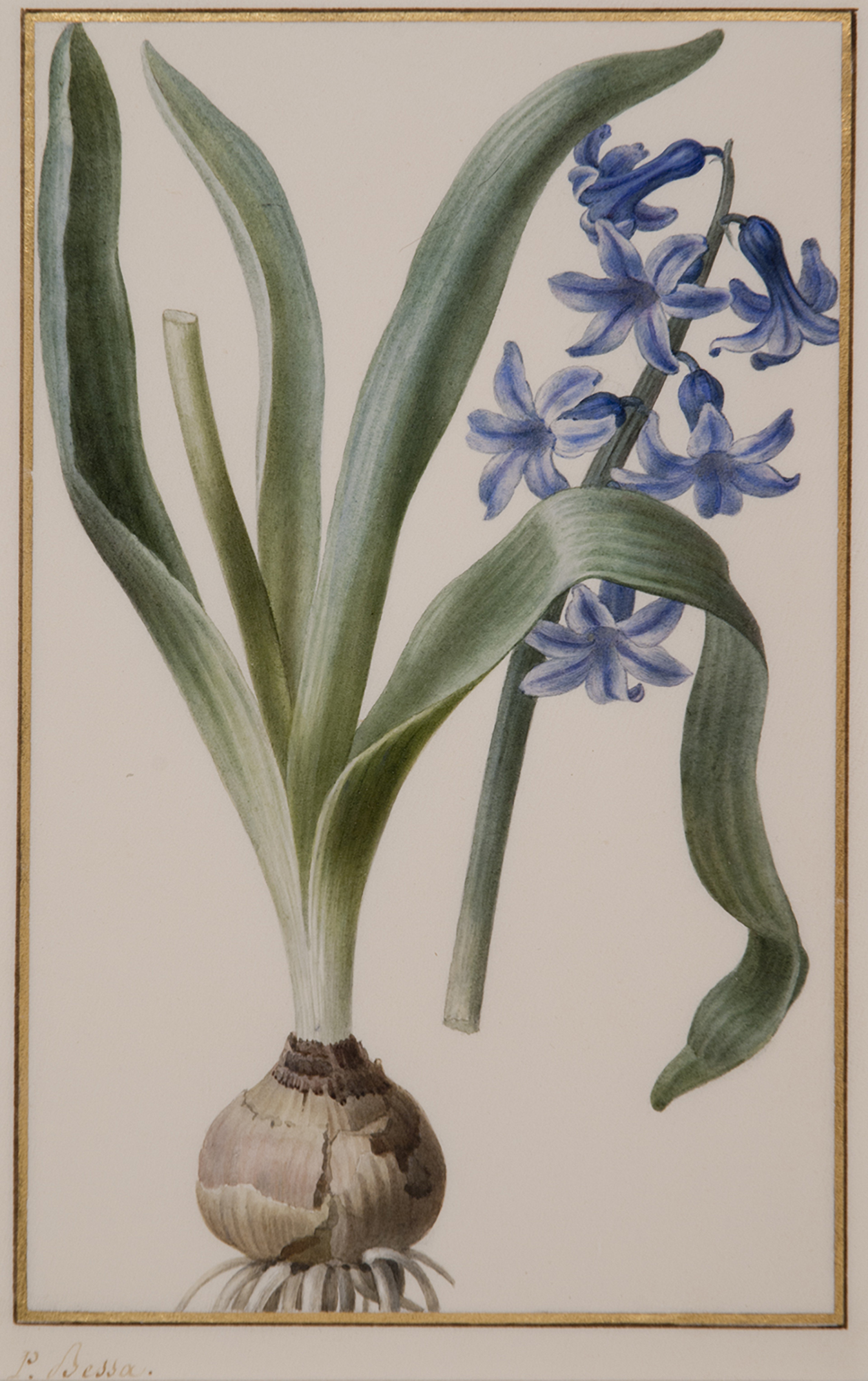 Pancrace Bessa (French, 1772–1846), Hyacinthus Orientalis, 1810–1826, watercolor on white vellum, 7 3/8 x 4 9/16 inches. Presented in memory of James Rea Maxwell Jr., Class of 1921, 74.4